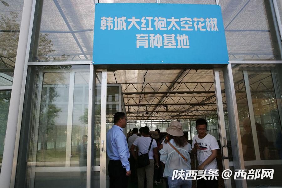 韩城花椒产业有哪些,花椒致富视频