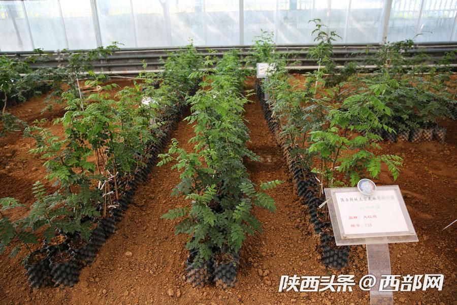 西安韩城花椒产业 (韩城的花椒韩城的骄傲)