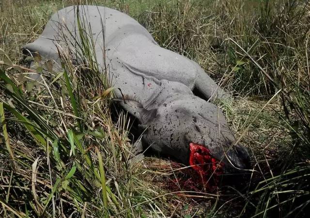 这一回，用了86年的“鳄鱼logo”再次被换，只为保护濒危动物！网友：这是2019年最棒的公益