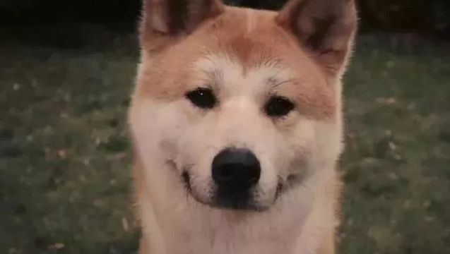 十大最忠诚的狗狗排行榜,十大最好养最忠诚的狗狗