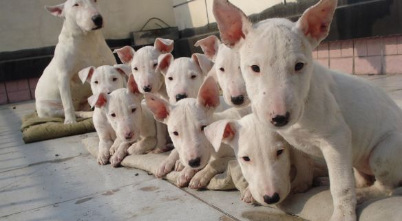 十大最忠诚的狗狗排行榜,十大最好养最忠诚的狗狗