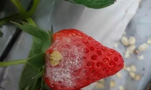 桃树各个时期病虫害防治用药方案,病虫害用药大全