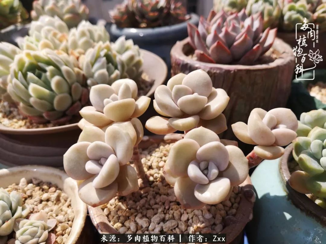 多肉怎么才能养得又美又胖,多肉的特点20个字