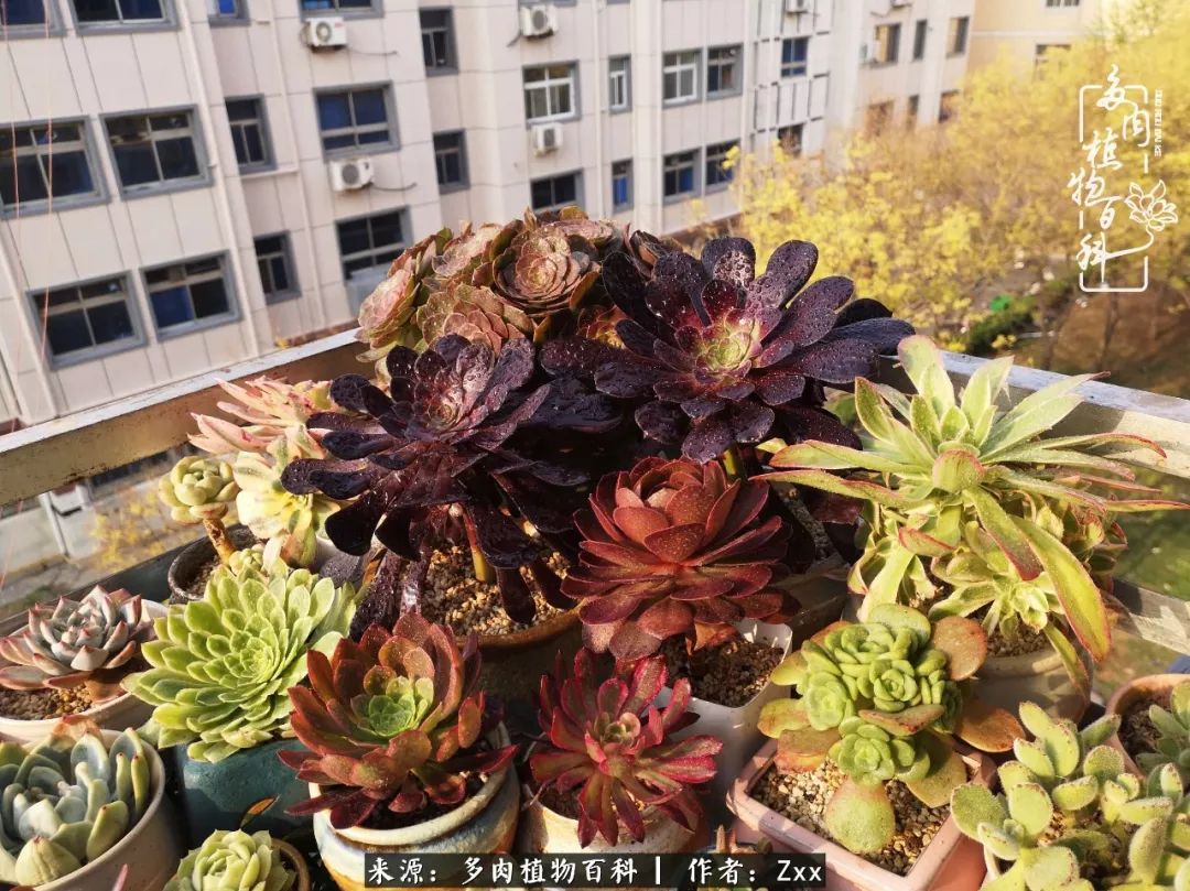 多肉怎么才能养得又美又胖,多肉的特点20个字