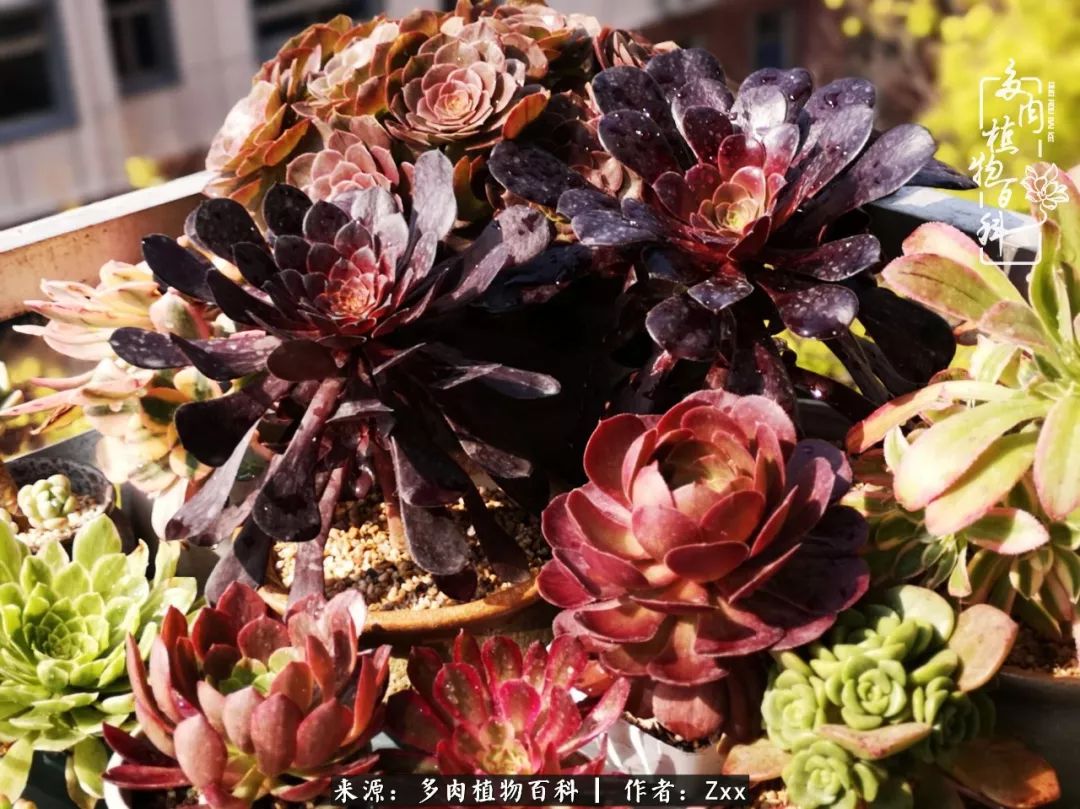 多肉怎么才能养得又美又胖,多肉的特点20个字