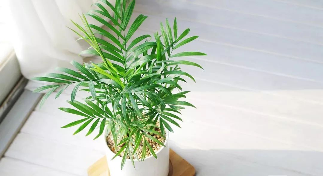 装修房子吸甲醛最好的是什么植物,吸甲醛最好的植物哪种排名第一