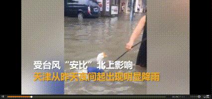 天津四大神兽,遛狗遛猫哪个容易