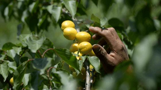 果期仅15天，*安泰**半野生珍珠杏！一口咬下满满桂花香，从牙齿蜜甜到腰！|吃货精选