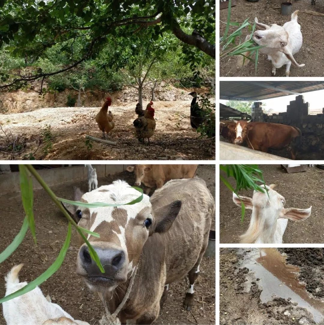 果期仅15天，*安泰**半野生珍珠杏！一口咬下满满桂花香，从牙齿蜜甜到腰！|吃货精选