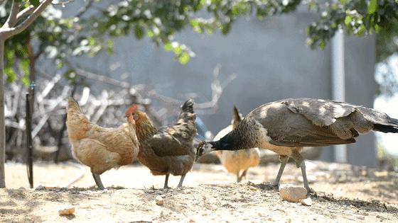 果期仅15天，*安泰**半野生珍珠杏！一口咬下满满桂花香，从牙齿蜜甜到腰！|吃货精选