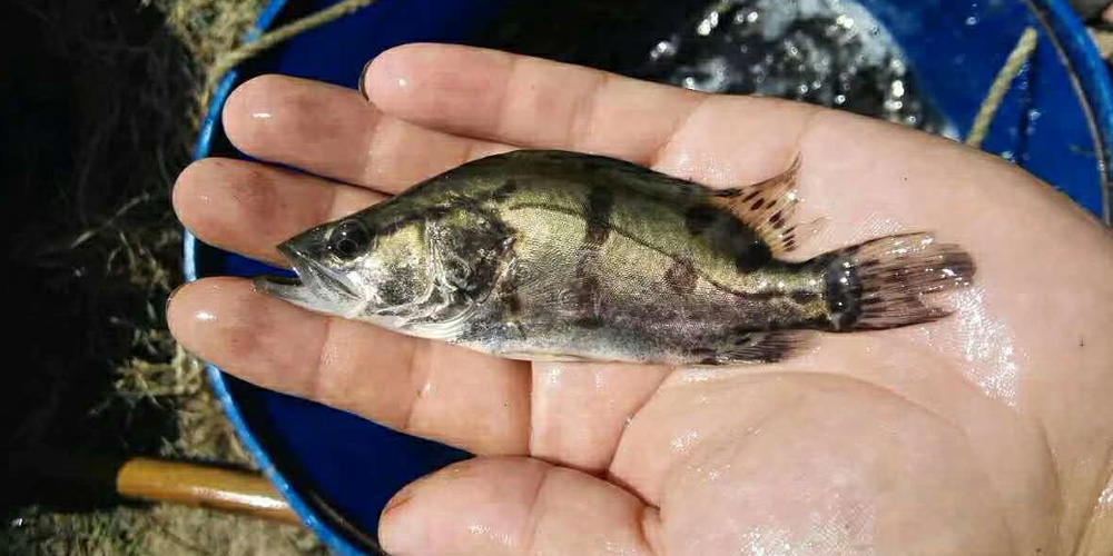 鳜鱼回收价,长期大量收购桂鱼