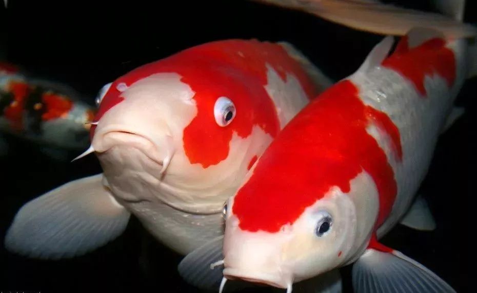 锦鲤受了伤,锦鲤受伤了怎么办