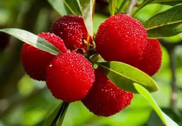 今年的杨梅哪里有采摘的,端午节摘杨梅的地方