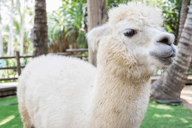 三亚攻略五天四晚,三亚详细旅游五天四晚攻略