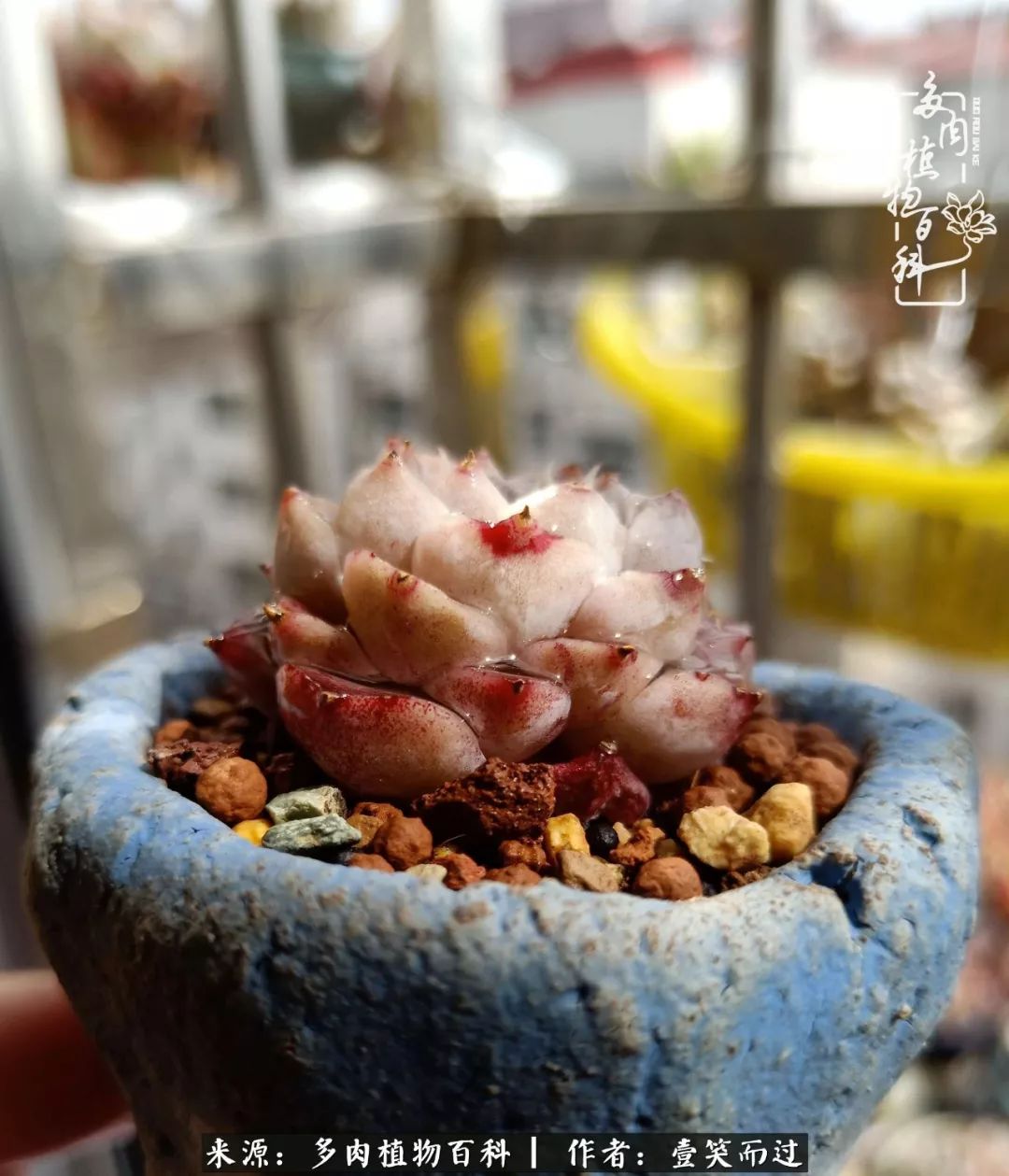 跌入神坛的多肉,跌入凡间的精灵舞蹈完整版