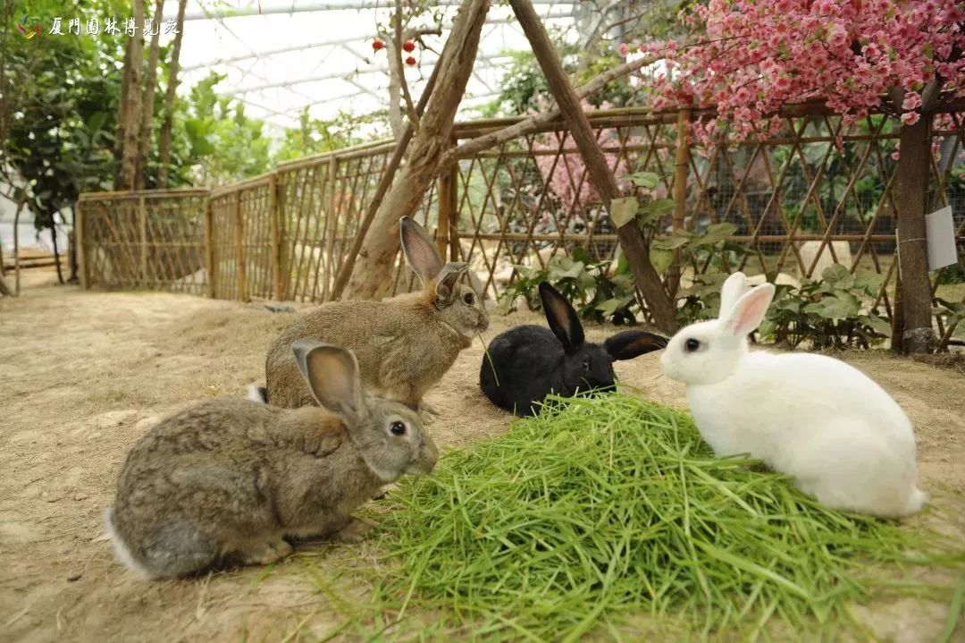 厦门适合带孩子去玩的地方推荐,厦门6月份哪里好玩