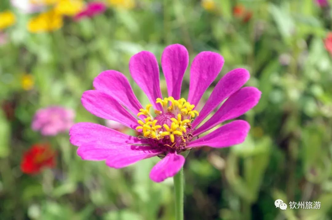 钦州花卉小镇旅游攻略,北部湾花卉小镇最佳观赏时间
