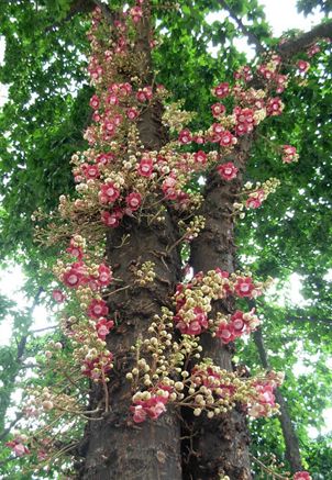 纳尼有假的吗,世界上真的有炮弹树吗