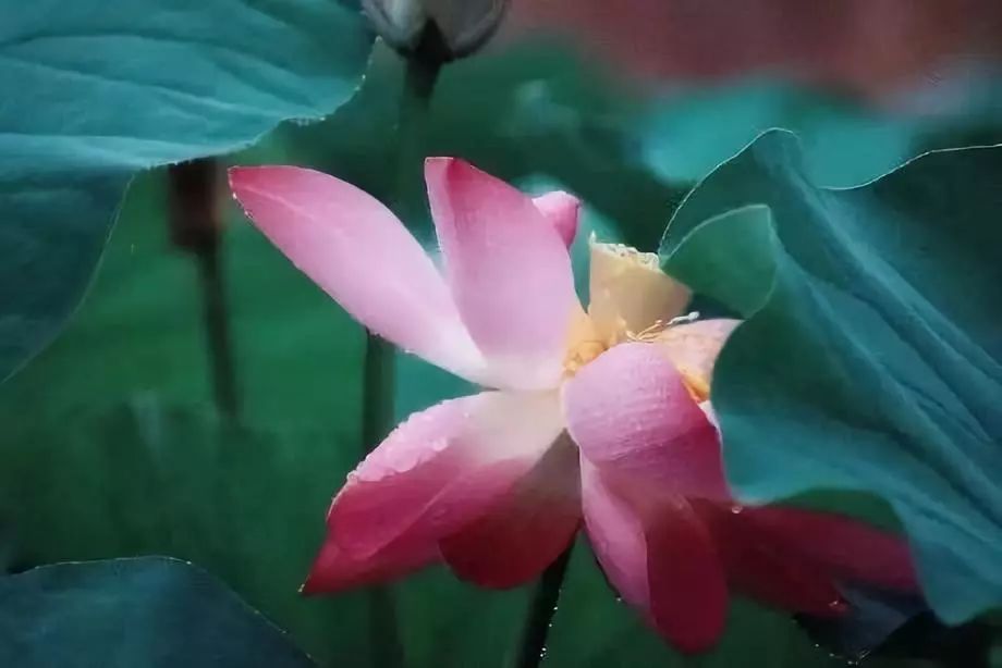 中医养生音乐十大名曲,中医五行养生音乐曲目