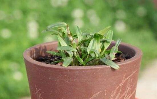 石斛怎么用才能养好,养石斛怎么养最好石斛才不死