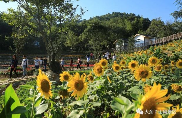江西丫山景区视频,江西丫山风景区门票