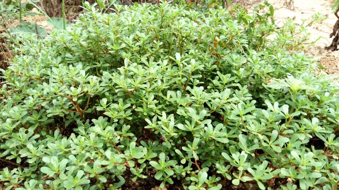 玉米苗前封闭除草剂哪种最好,乙莠玉米苗前专用封闭除草剂