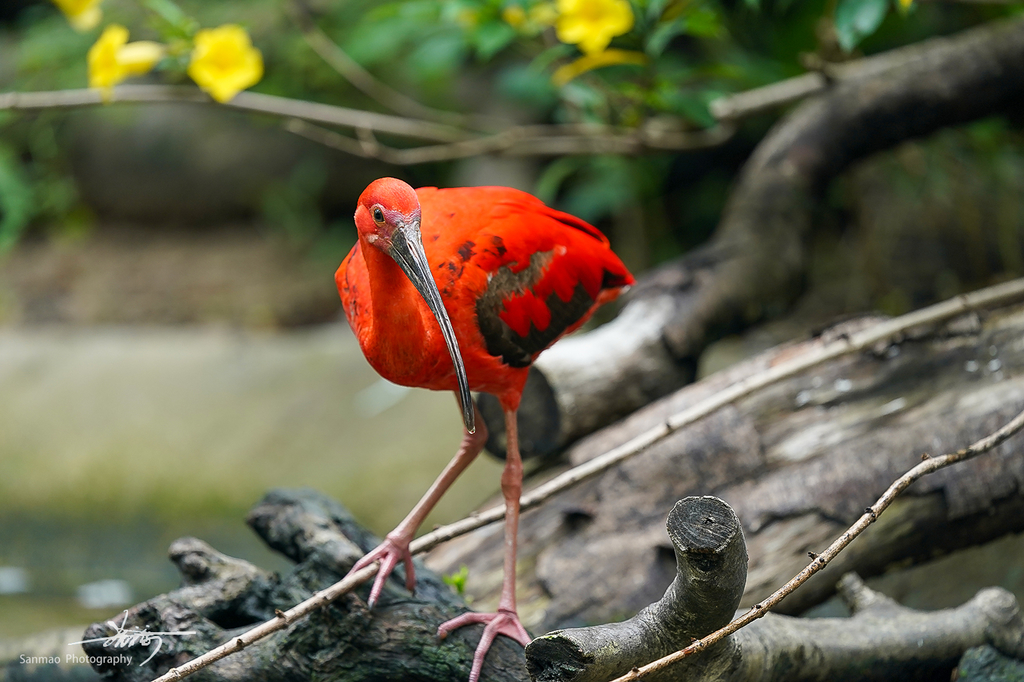 索尼FE600mmF4GMOSS广州长隆动物园第一手试拍