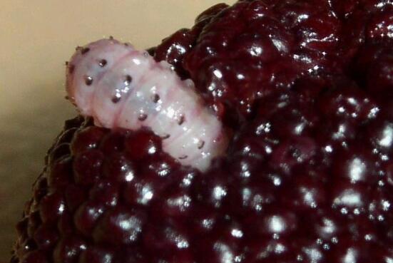 樱桃里有虫子还能吃吗,樱桃里有虫子吃了对身体有害吗