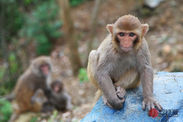 92年属猴女一生几段婚姻,92年的男猴和92年的女猴能相配吗