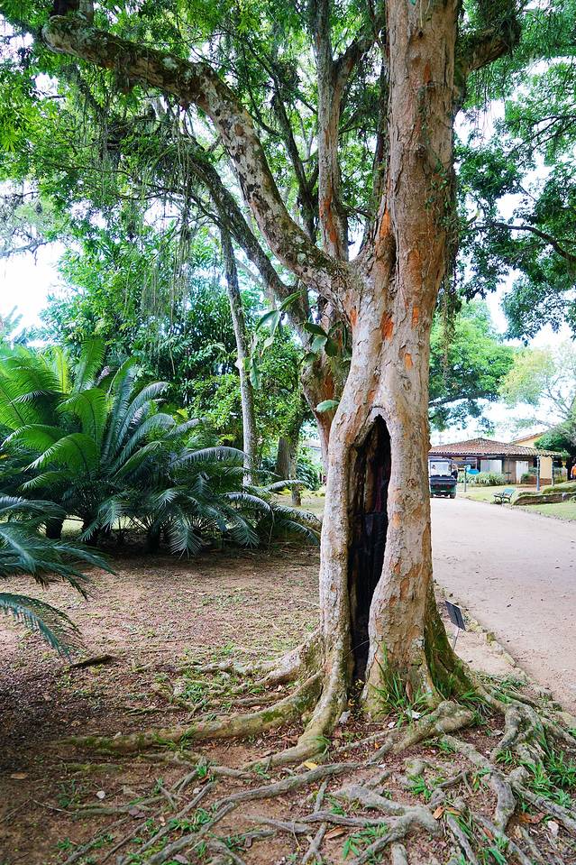 巴西是怎么成为足球王国的,巴西足球王国