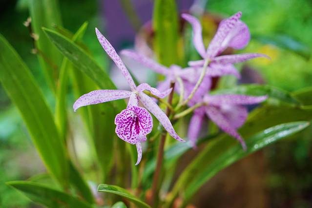 巴西是怎么成为足球王国的,巴西足球王国