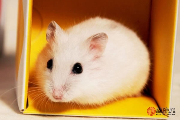 属鼠女今年婚姻怎么样,属鼠今年婚姻1996