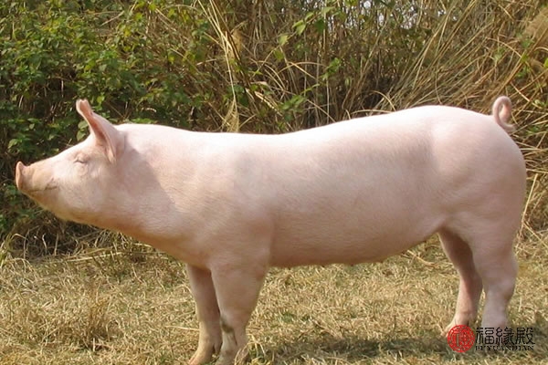 1995年出生的属猪人男婚姻运势,1995年属猪女2024运势婚姻