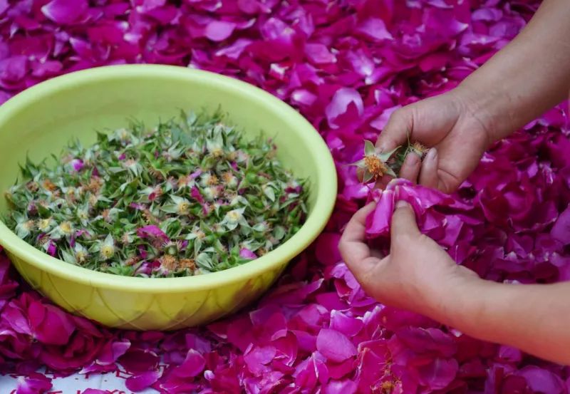 植物染布简单教程,绿色植物扎染怎么做