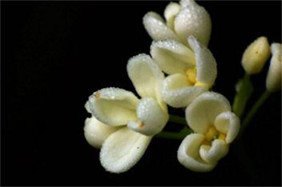 怎么区分桂花品种,紫桂花哪个品种好