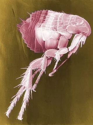 一些吸血的昆虫蜱虫,好多小虫子吸血