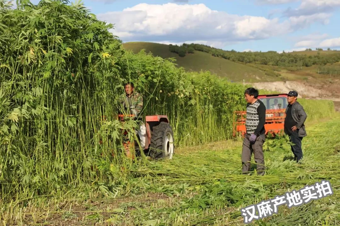 汉麻隐形袜,汉麻袜夏季