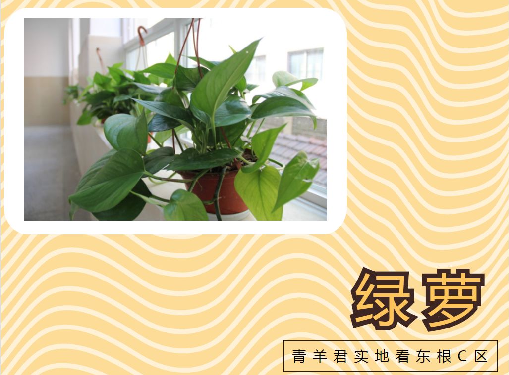 成都东城根街小学,东城根街小学现状