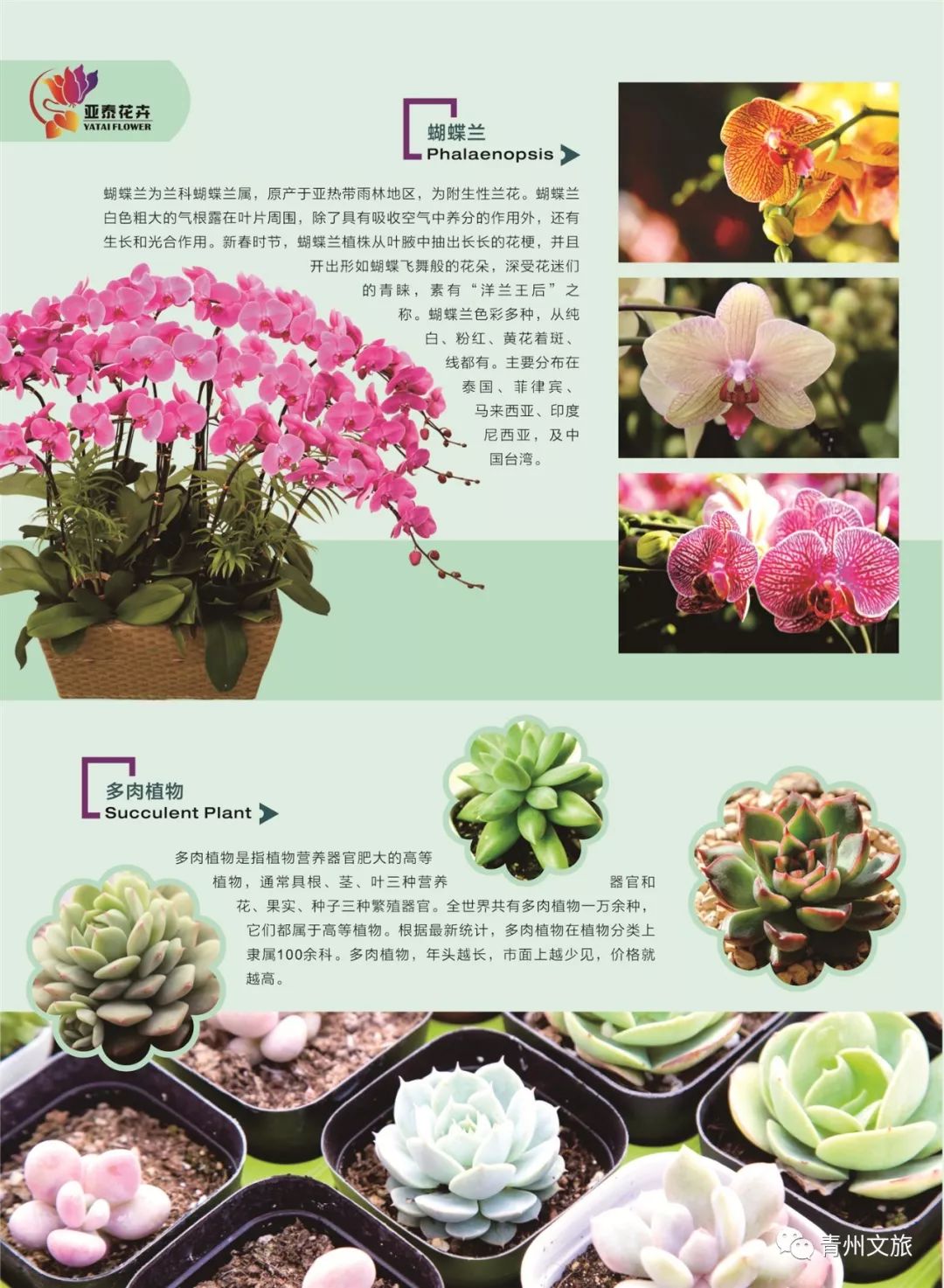 青州有什么商品,青州旅游购物