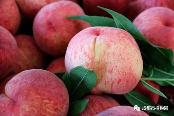 红桃子,红桃子成熟季节