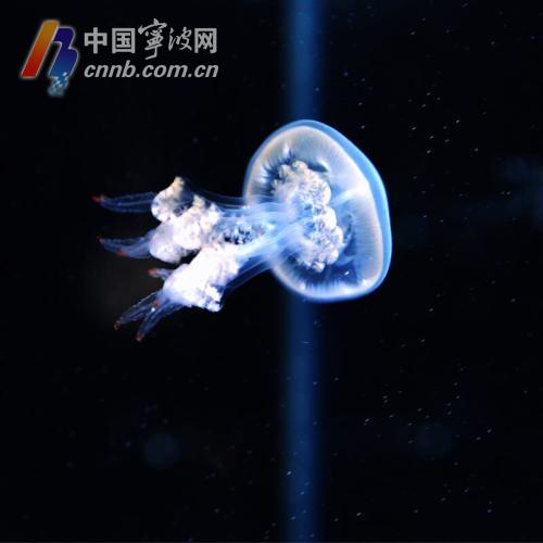 银鲳人工养殖,东海银鲳养殖