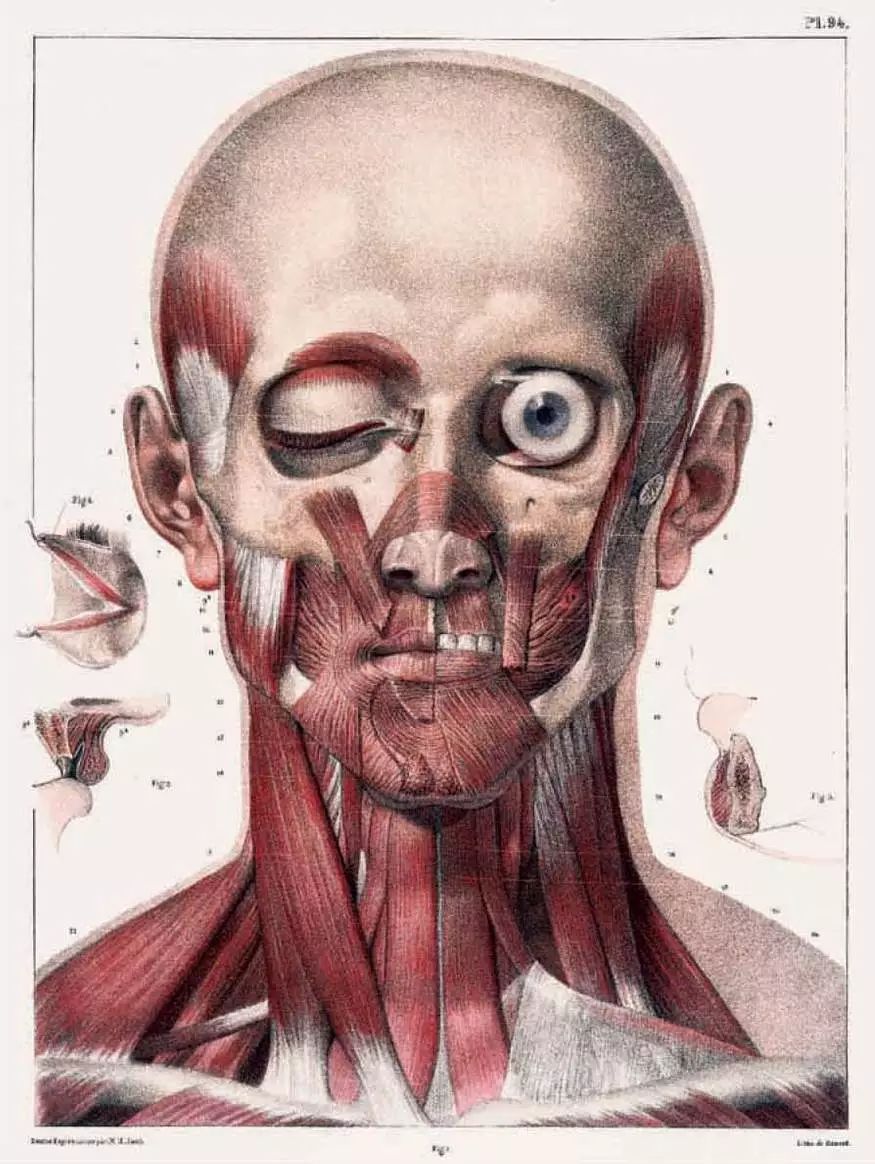 我就不信，只有我一个人想试试人体解剖丨好物推荐