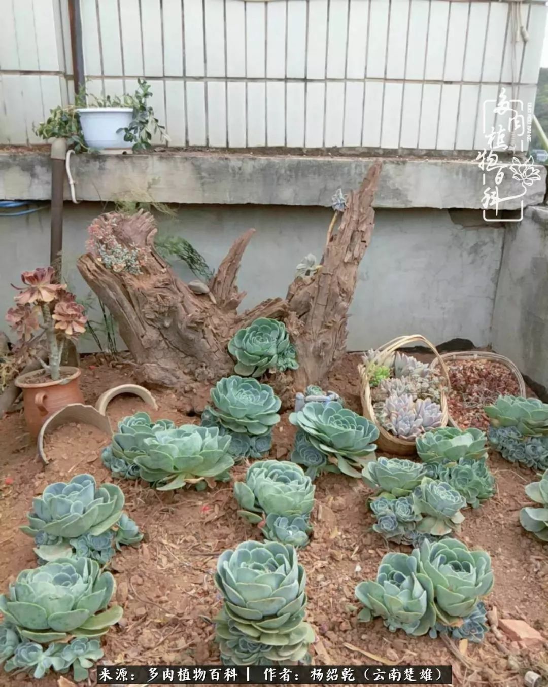 梦中的多肉植物,梦中的多肉花园图片