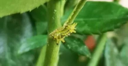 灭它！啃食叶片，蜇人还巨疼~