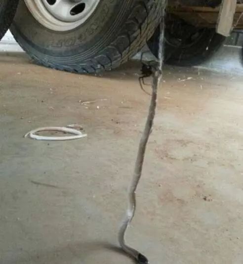 澳大利亚现巨型蜘蛛,澳大利亚巨型蜘蛛在哪出现