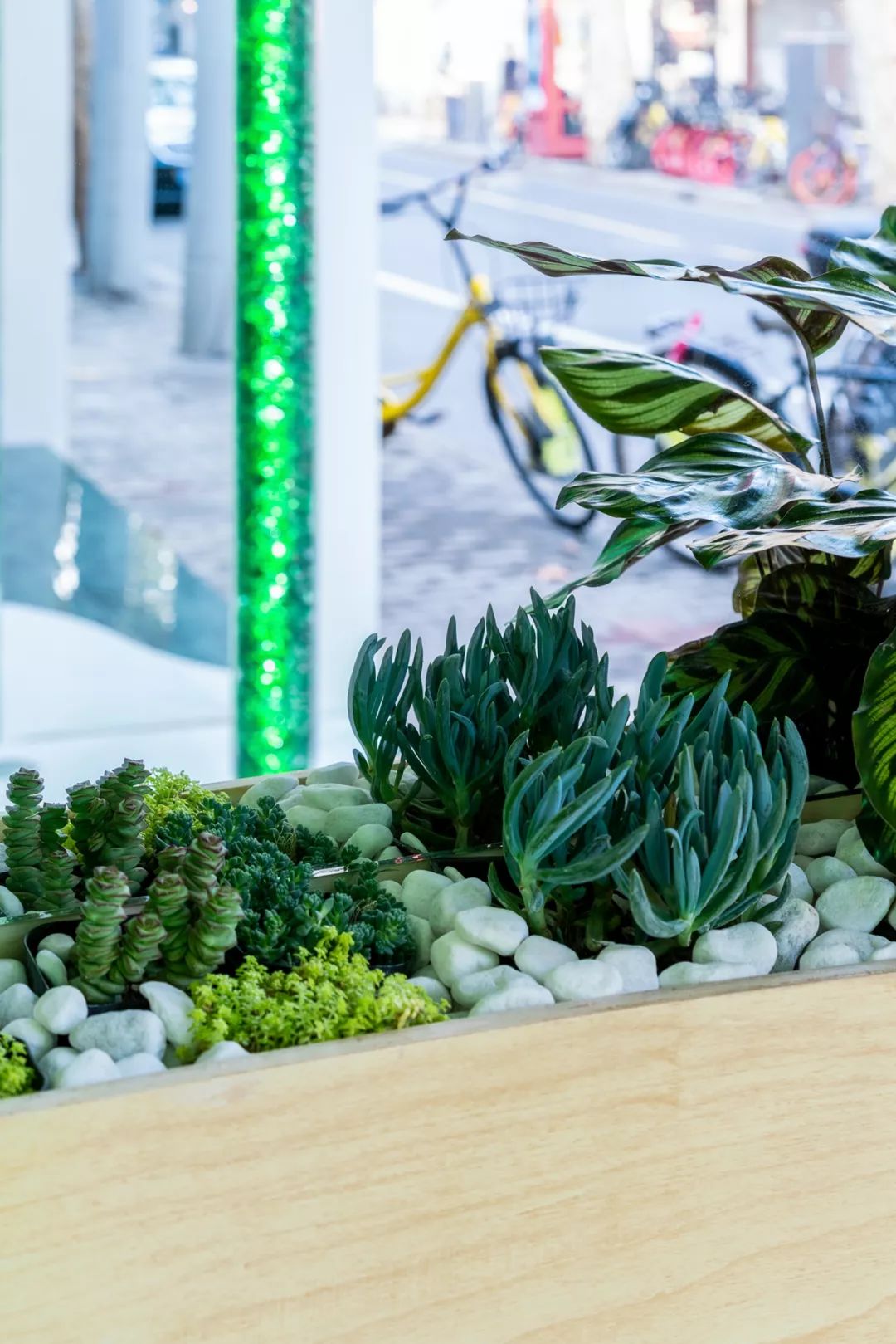 夏天来喝夏天的一杯奶茶,夏天在森林里喝咖啡