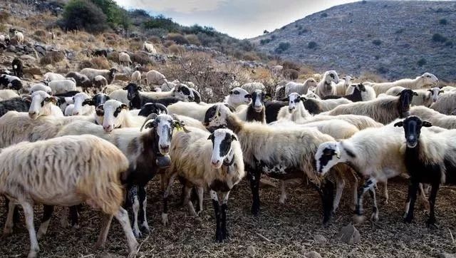 多只母羊怎样同时受精,多只母羊同期出生