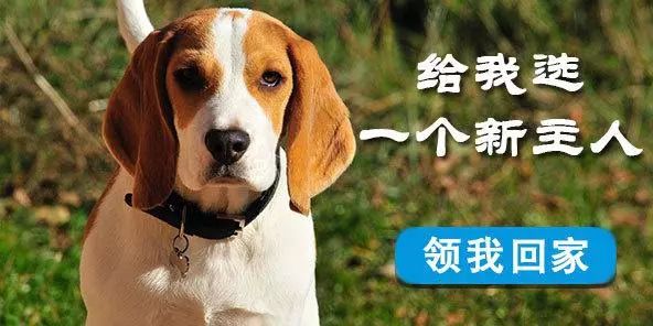 “免费认领宠物”加微信？宠物没到手，钱没了……