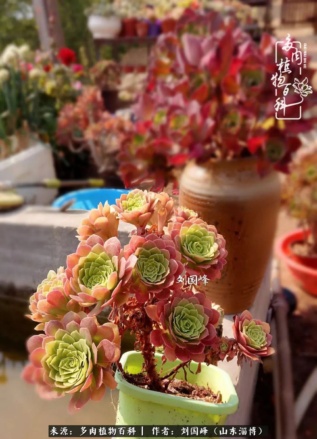 高温天气怎么养护多肉花,新手夏天养多肉5个保命秘籍