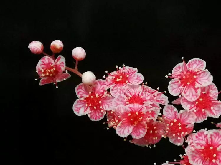 华北珍珠梅的解剖图,雪白雪白的梅花